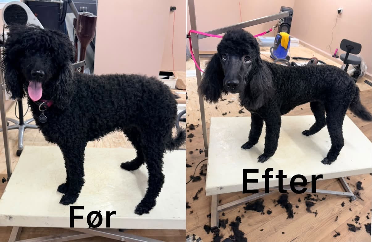 Sort puddel før og efter klipning hos Østbirk Hundefrisør